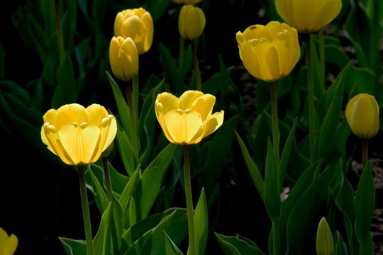 Tulip Cards Set Horizontal