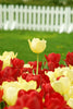 Tulip Cards Vertical Set