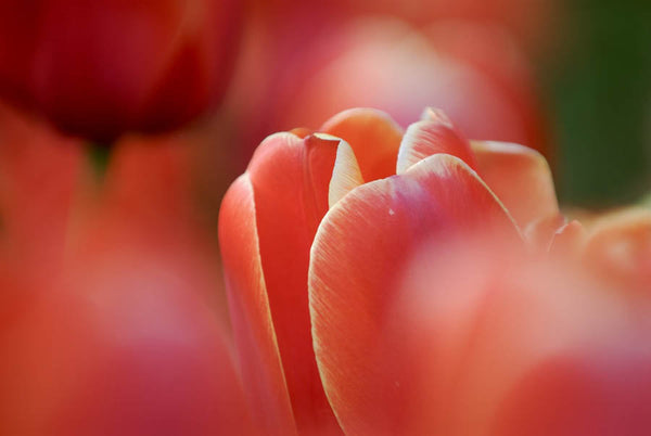 Tulip Dreams Red