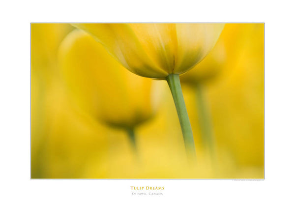 Tulip Dreams