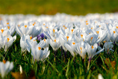 Crocuses