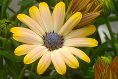 Flower Print Mum