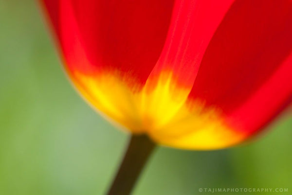 Tulip Details